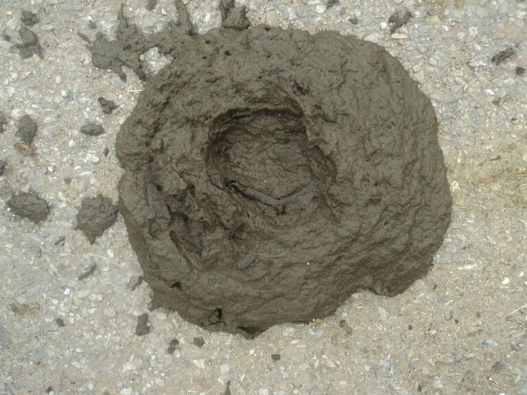 सत्ता में वापसी के लिये कांग्रेस ने लगाया गोबर पर दाव